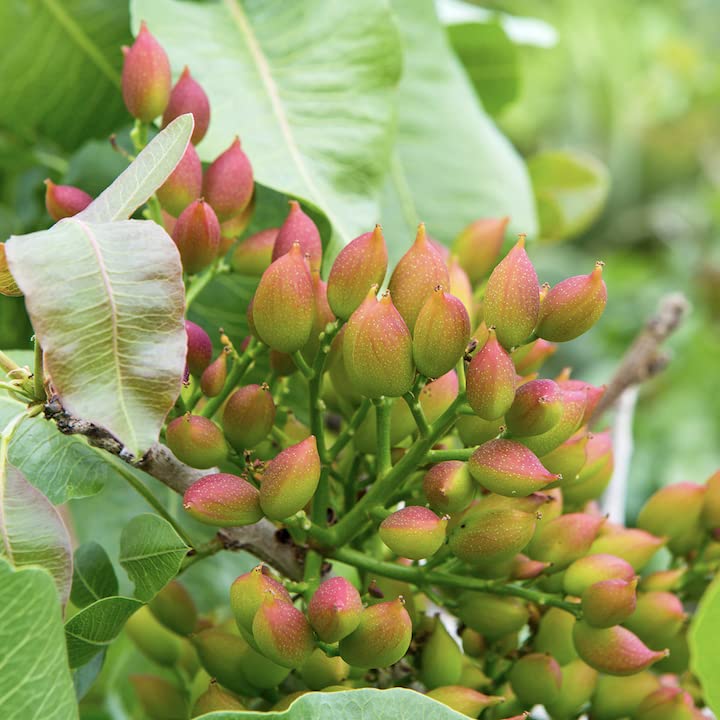 Foto 7 | Pistachos Wilderness Poets Organic  Enteros Y Crudos  170 G - Venta Internacional.