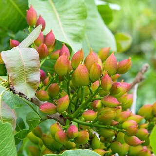 Foto 7 | Pistachos Wilderness Poets Organic Enteros Y Crudos 170 G - Venta Internacional.