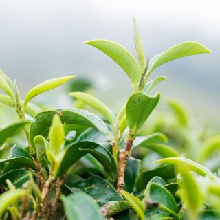Foto 7 | Té Verde Matcha En Polvo Wilderness Poets 350 Ml De Japón - Venta Internacional.