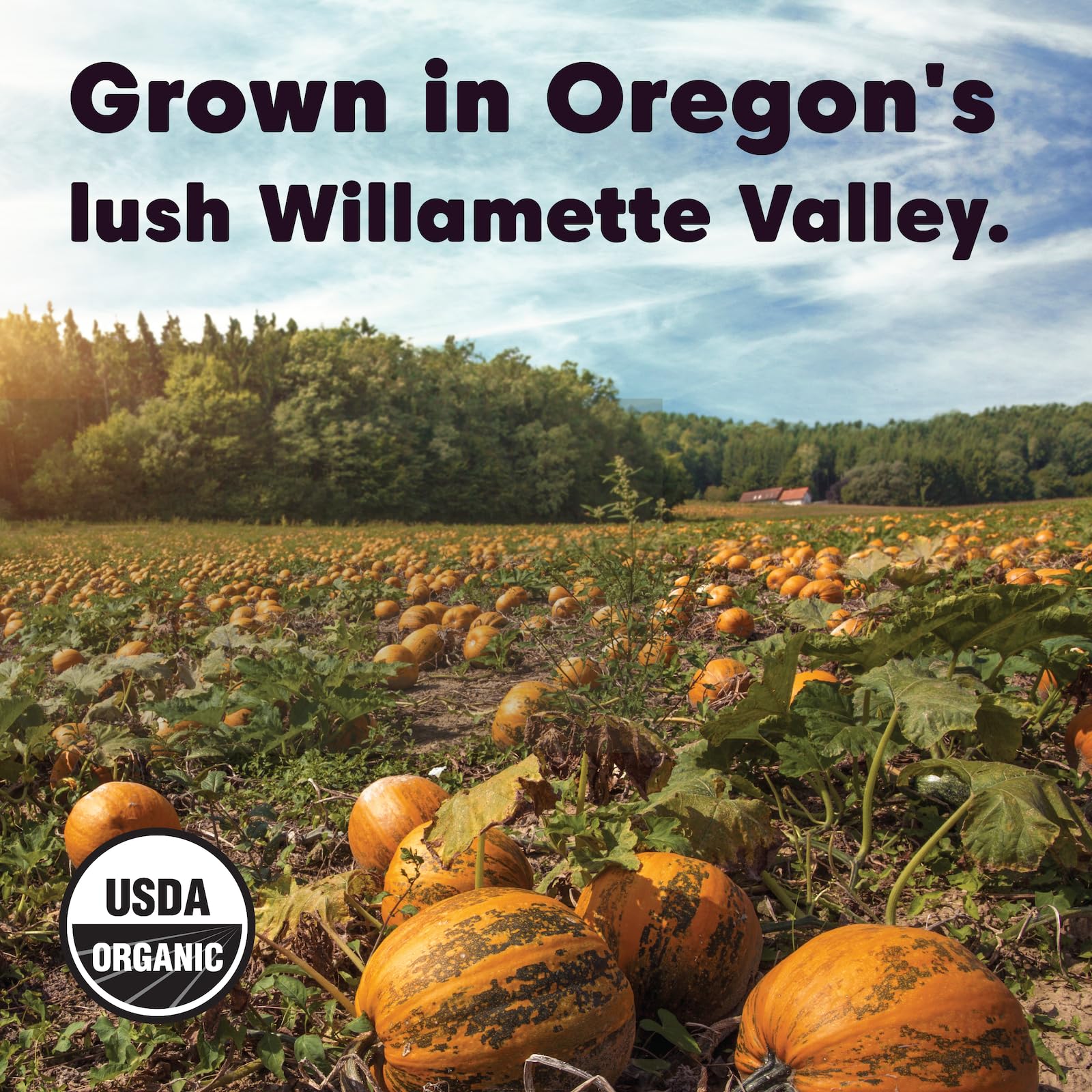 Foto 7 pulgar | Semillas De Calabaza Wilderness Poets Oregon Organic Heirloom 250 Ml - Venta Internacional.