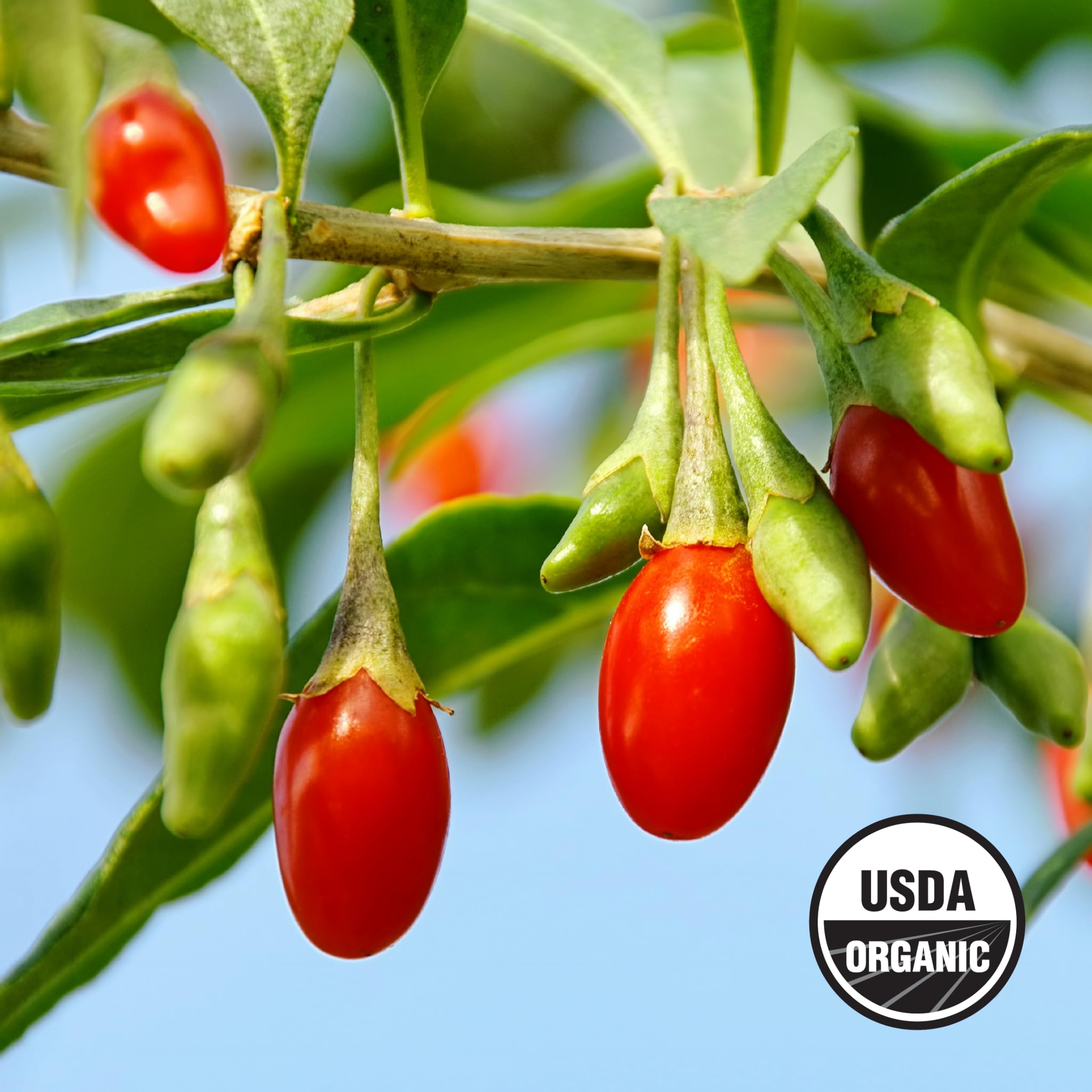 Foto 6 | Bayas De Goji Wilderness Poets Orgánicas Y Crudas 227 G - Venta Internacional.