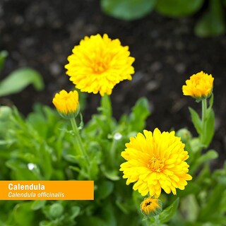Foto 3 | Aceite De Caléndula Herb Pharm Certificado Orgánico 120 Ml - Venta Internacional.