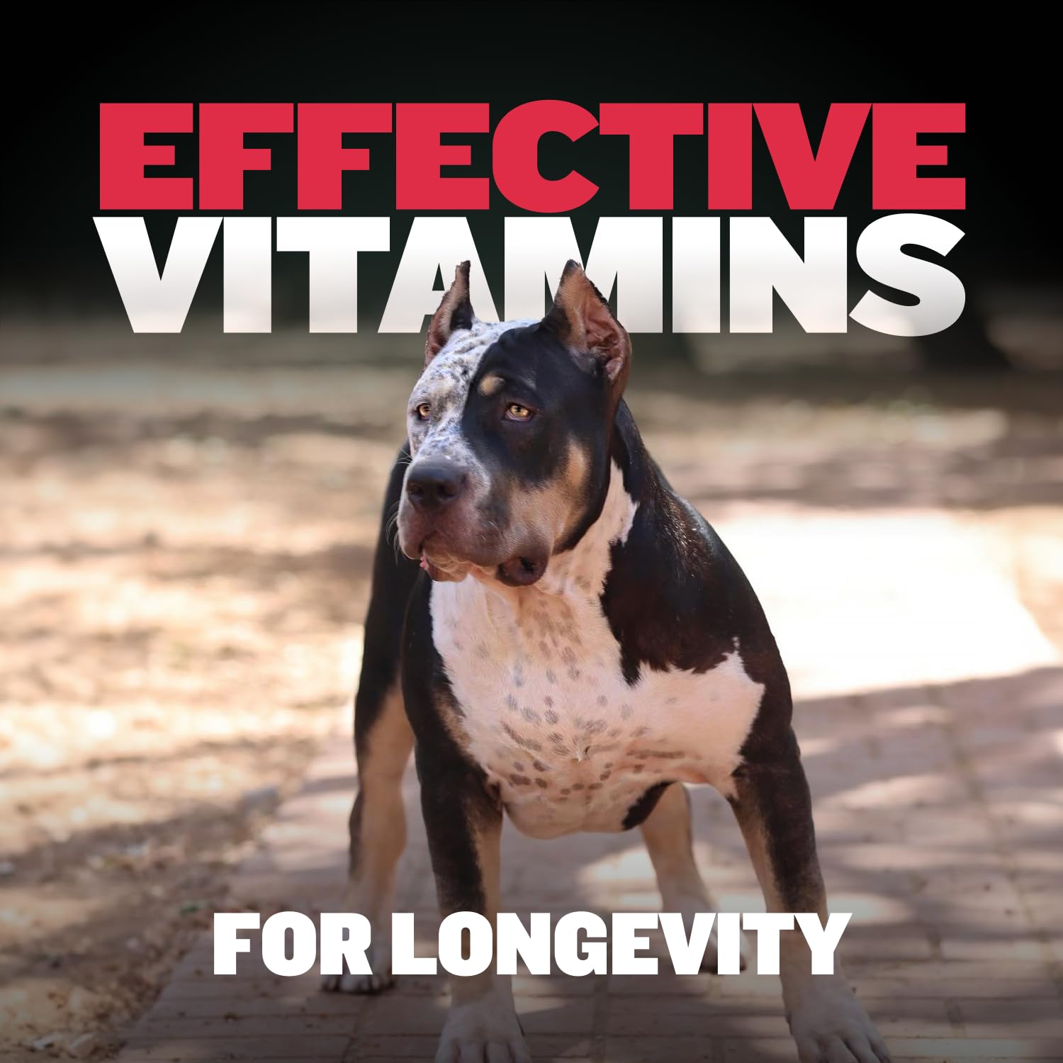 Foto 7 pulgar | Masticables Y Golosinas Multivitamínicas Para Perros Bully Max 9 En 1 75 Soft - Venta Internacional.