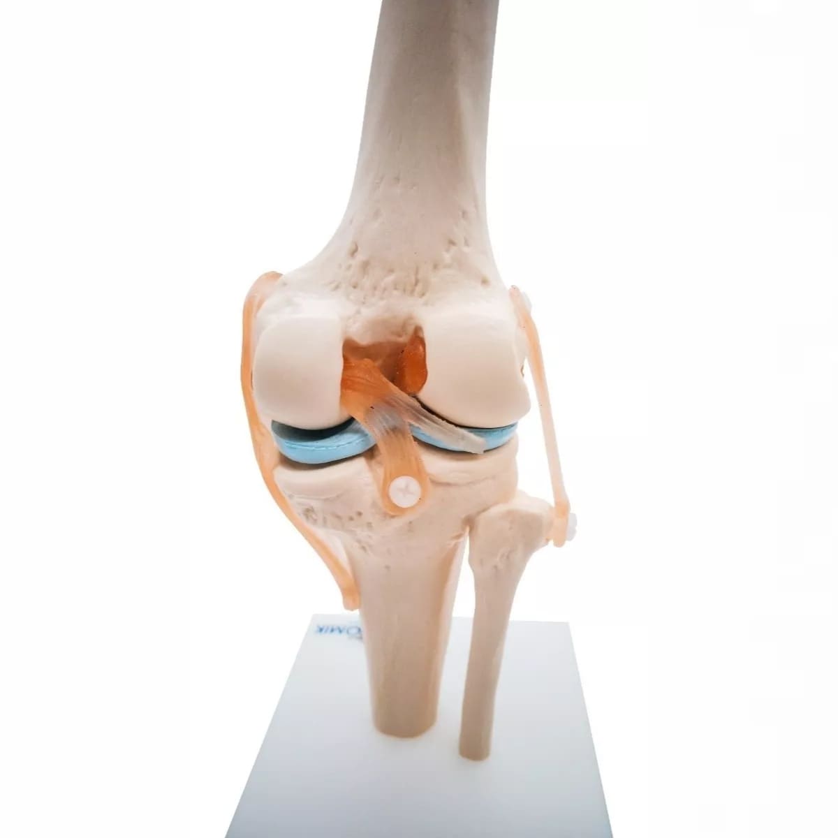 Modelos Anatómico de Articulación de Rodilla con Ligamentos Tamaño Real $749