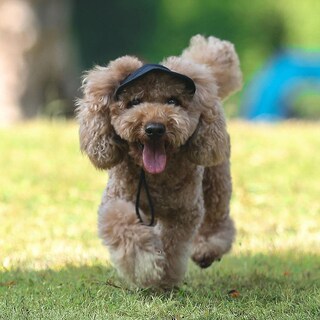 Foto 2 | Gorro Para Mascotas Huoguo Dog Sport, Béisbol, Protección Solar Oxford Clot - Venta Internacional.