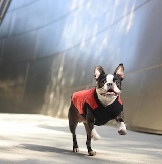 Foto 2 | Chaleco Gooby Fashion Para Perros Grandes, Color Negro, De Invierno - Venta Internacional.