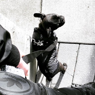 Foto 7 | Chaleco Gooby Fashion Para Perros Grandes, Color Negro, De Invierno - Venta Internacional.