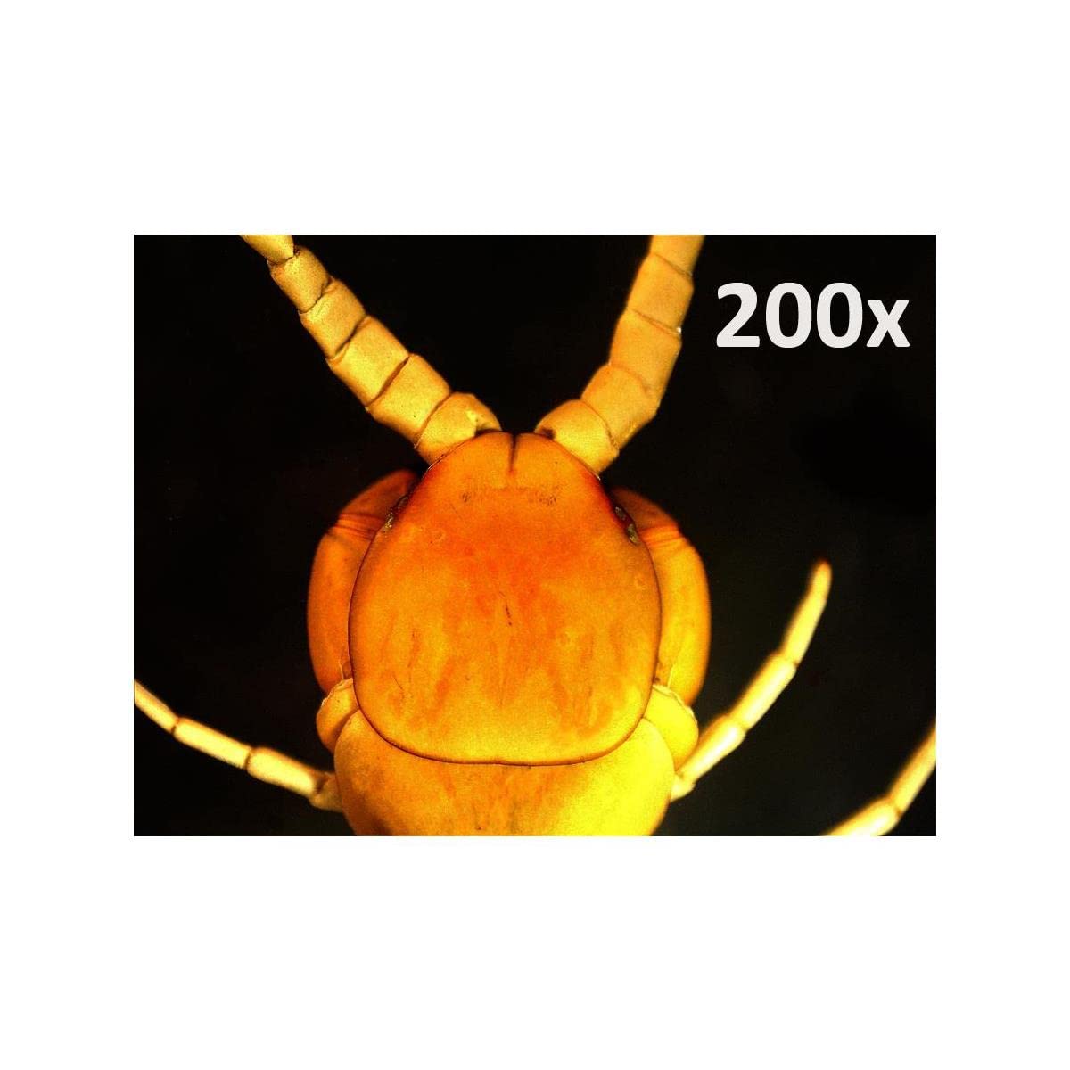Foto 4 pulgar | Microscopio Digital Celestron 5mp Pro Con Aumento De 20x-200x - Venta Internacional.