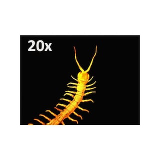 Foto 4 | Microscopio Digital Celestron 5mp Pro Con Aumento De 20x-200x - Venta Internacional.