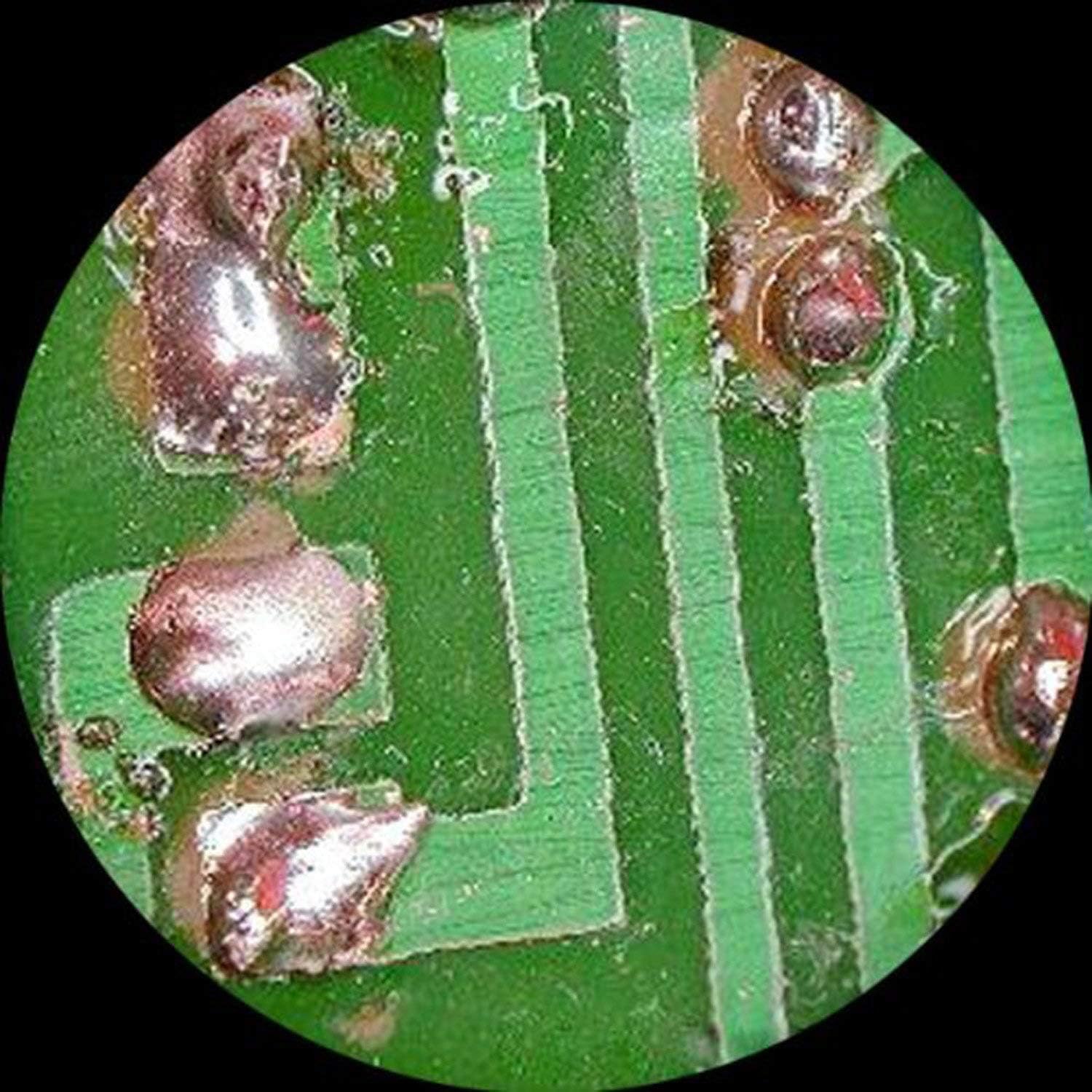Foto 5 pulgar | Cabezal De Microscopio Estereoscópico Amscope Sw24tx Trinocular 10-40x - Venta Internacional.