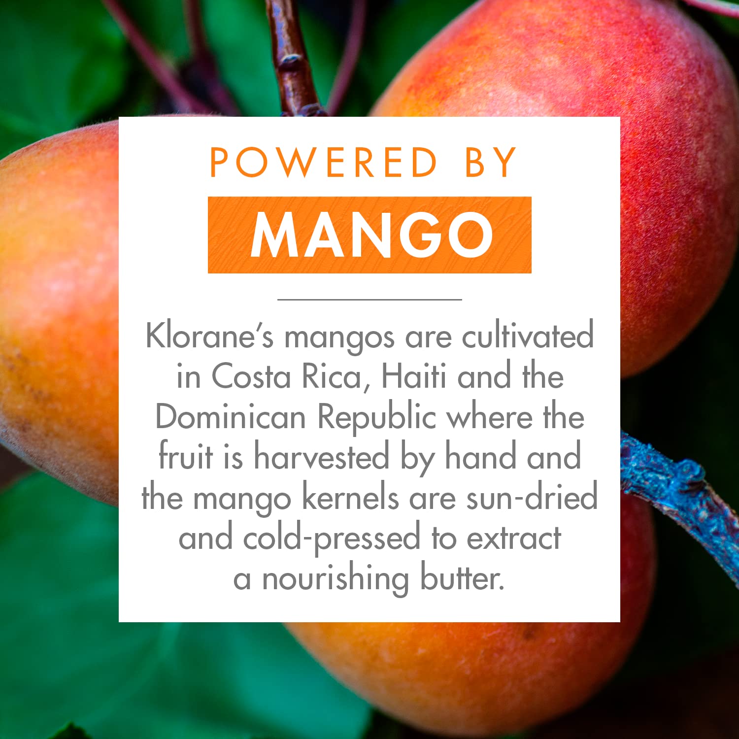 Foto 3 | Acondicionador Klorane Nourishing con Mantequilla de Mango 50 ml para Cabello Seco - Venta Internacional