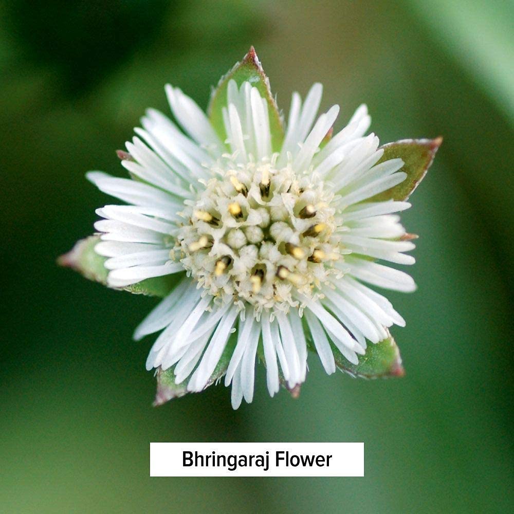 Foto 4 pulgar | Polvo De Hierbas Banyan Botanicals Bhringaraj Eclipta Alba 454 G - Venta Internacional.