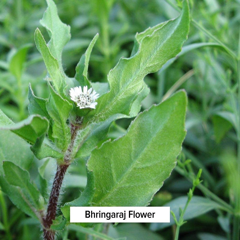 Foto 5 pulgar | Polvo De Hierbas Banyan Botanicals Bhringaraj Eclipta Alba 454 G - Venta Internacional.