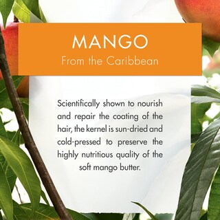 Foto 4 | Champú Klorane Nutritivo Con Manteca De Mango 400 Ml Para Cabello Seco - Venta Internacional.