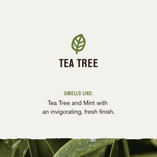 Foto 3 | Champú Y Acondicionador Every Man Jack Tea Tree + Cedar 700 Ml - Venta Internacional.