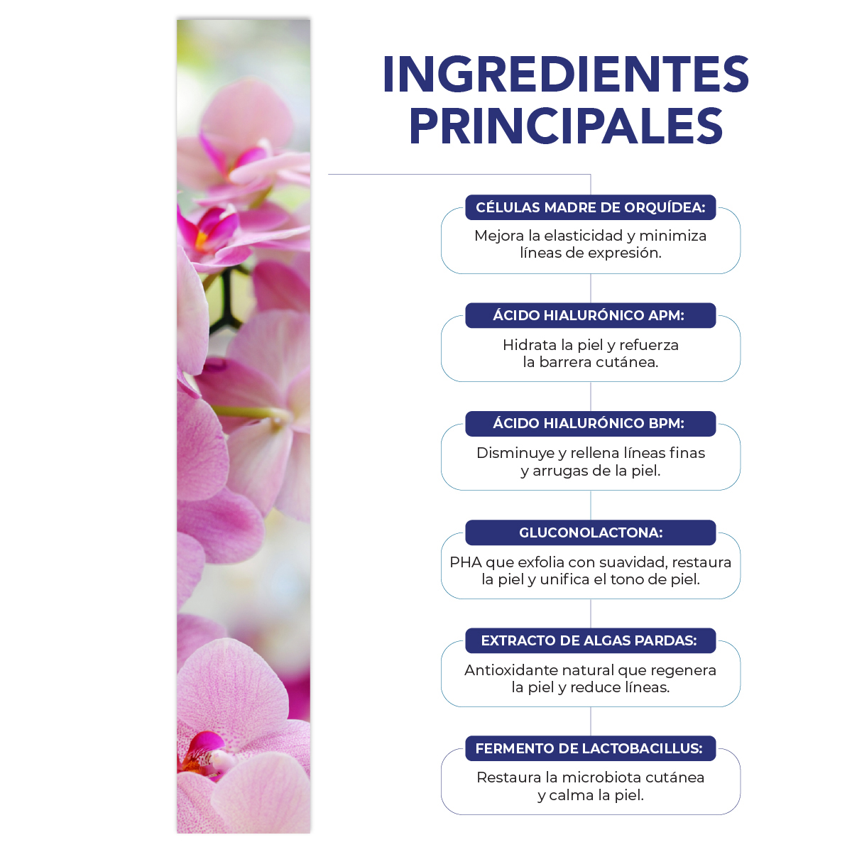 Foto 4 pulgar | Sérum Facial Be Aes Células Madre y Ácido Hialurónico 50 ml