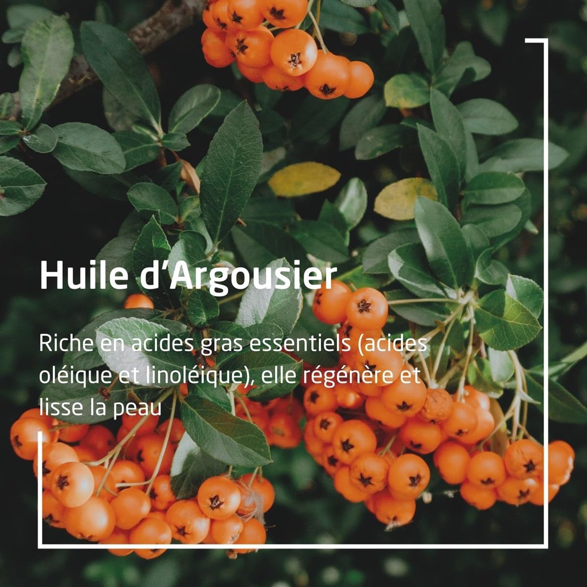 Foto 4 pulgar | Desodorante Weleda Sea Buckthorn, 50 Ml, 24 Horas, En Rollo Para Mujeres Y Hombres - Venta Internacional.