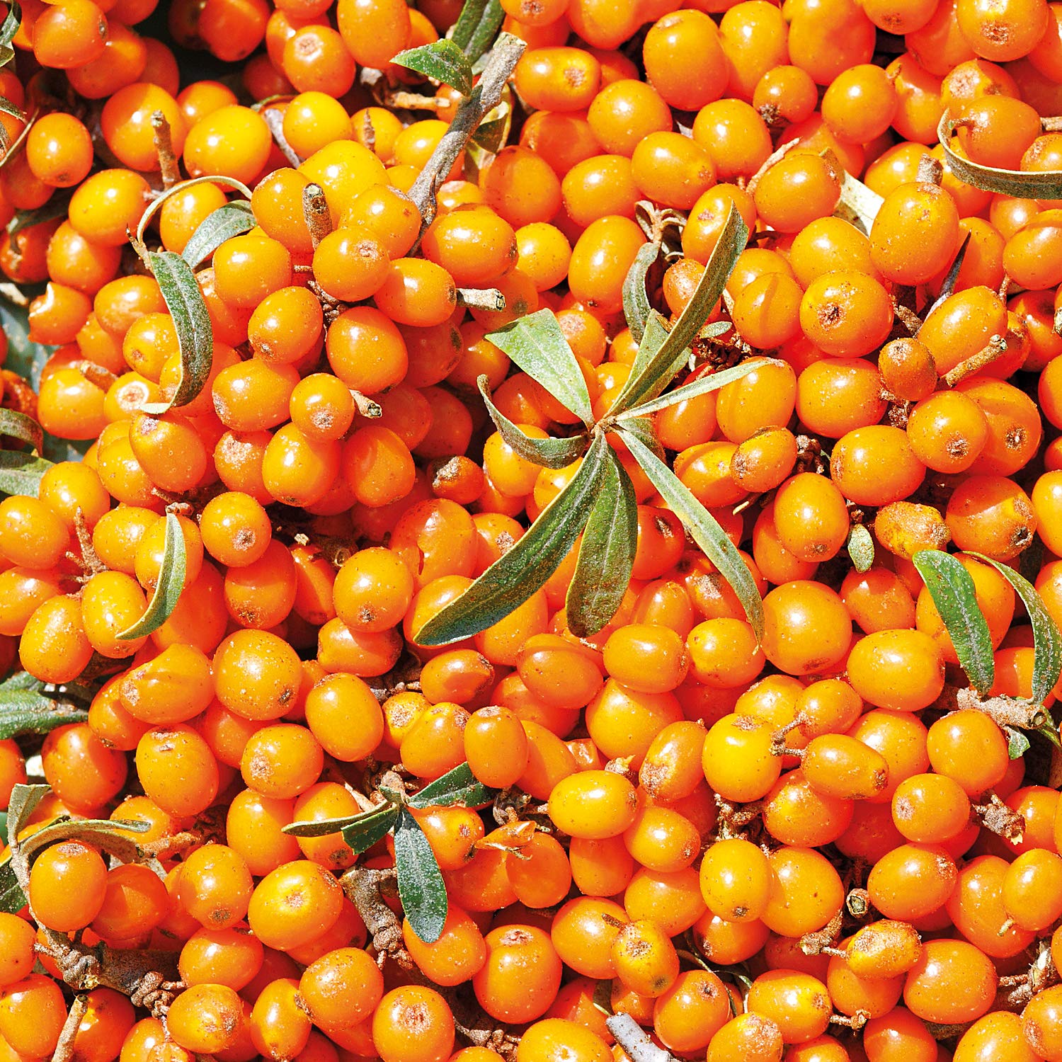 Foto 6 pulgar | Desodorante Weleda Sea Buckthorn, 50 Ml, 24 Horas, En Rollo Para Mujeres Y Hombres - Venta Internacional.