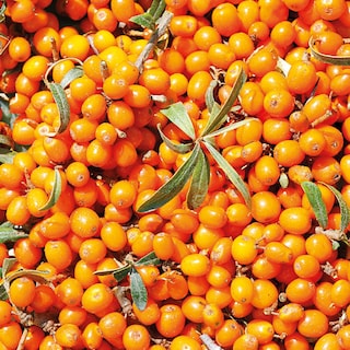 Foto 5 | Desodorante Weleda Sea Buckthorn, 50 Ml, 24 Horas, En Rollo Para Mujeres Y Hombres - Venta Internacional.