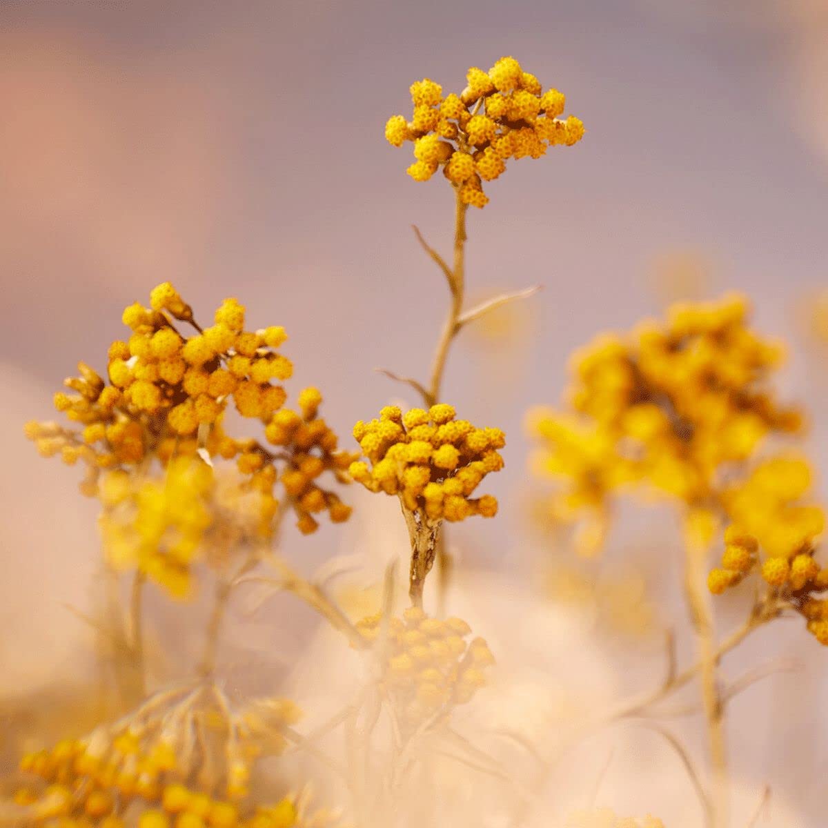 Foto 4 | Crema Hidratante L'occitane Immortelle Precious 50ml - Venta Internacional.