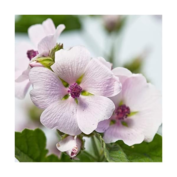 Foto 2 | Loción Corporal Weleda Mallow 200 Ml Sensitive Care - Venta Internacional.