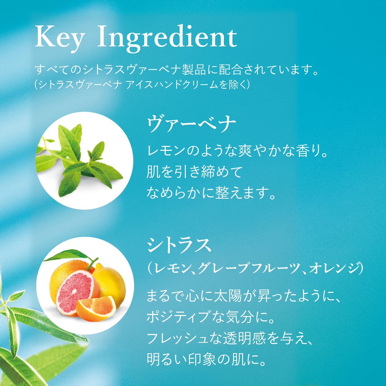 Foto 6 pulgar | Leche Corporal L'occitane Citrus Verbena 250ml - Venta Internacional.
