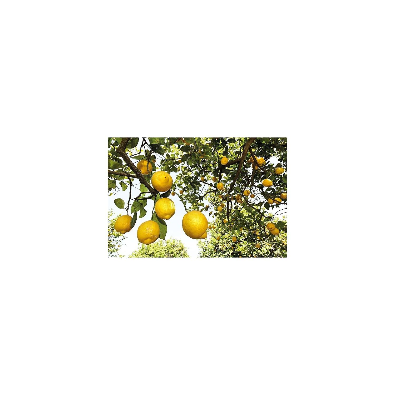 Foto 3 | Loción Corporal Weleda Refreshing Citrus 200 Ml (paquete De 2) - Venta Internacional.