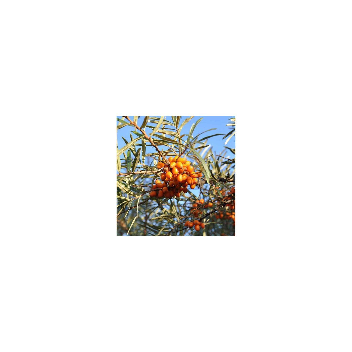 Foto 8 pulgar | Loción Corporal Hidratante Weleda De Espino Amarillo, 200 Ml (paquete De 1) - Venta Internacional.