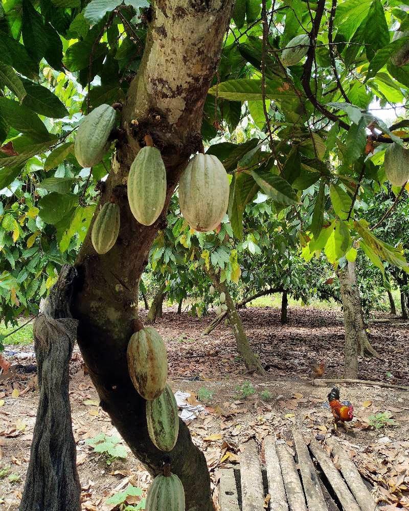 Foto 6 pulgar | Grasa De Manteca De Cacao Gres Cacao 60 Ml - 100% Cacao Haitiano - Venta Internacional.