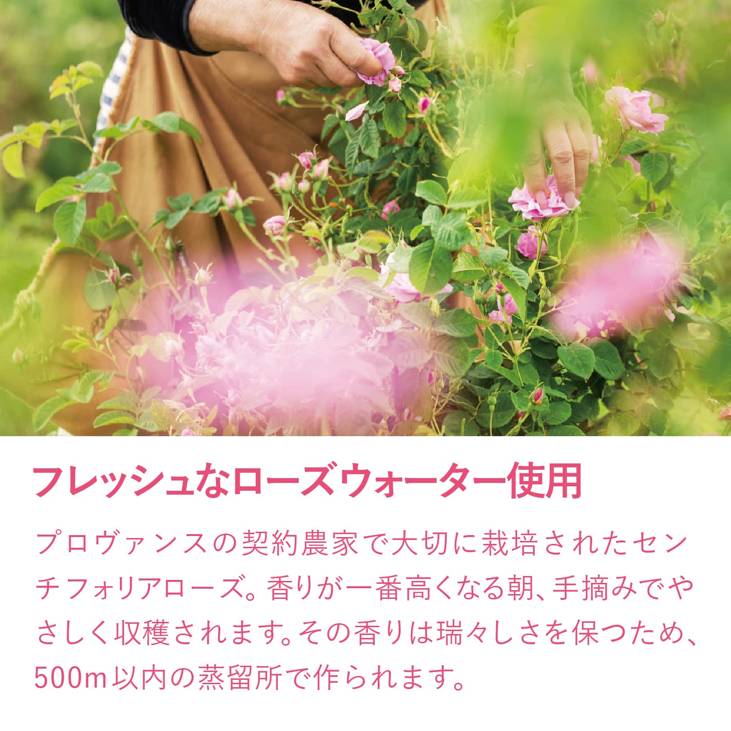 Foto 5 pulgar | Gel De Ducha L'occitane Rose 250 Ml - Venta Internacional.