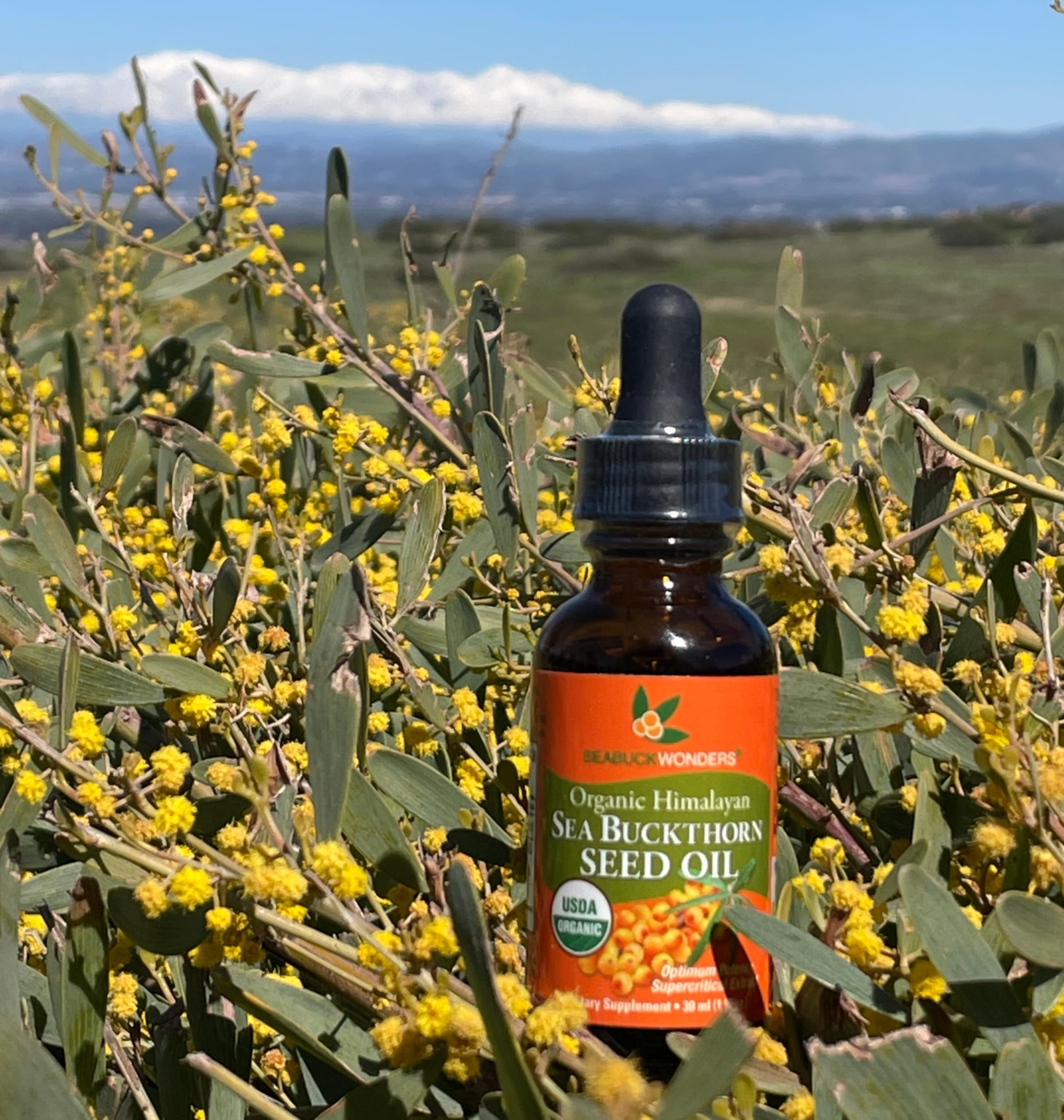 Foto 6 | Aceite De Semillas De Espino Amarillo Seabuckwonders 13,3 Ml 100% Orgánico - Venta Internacional.