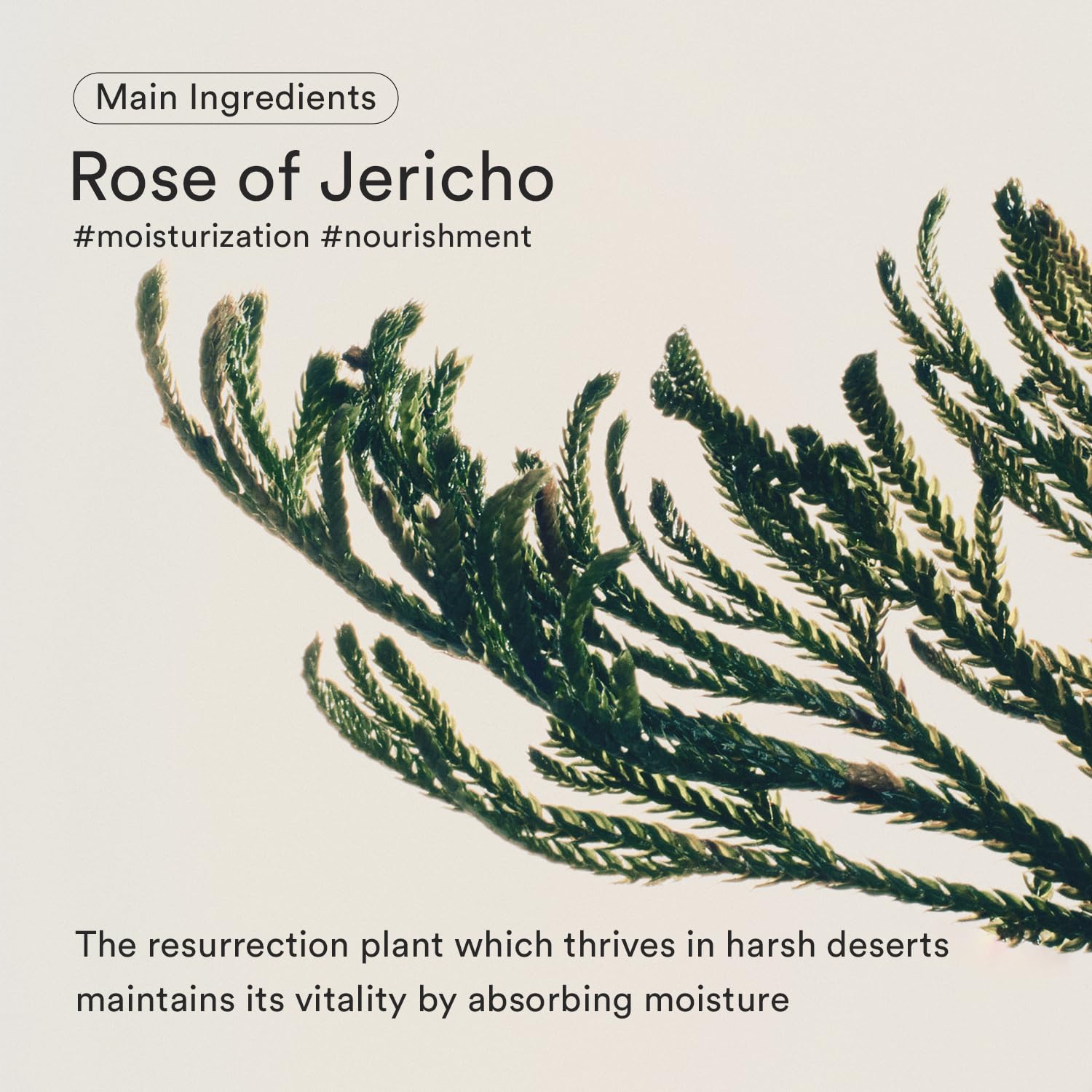 Foto 4 | Crema Hidratante Abib Jericho Rose Nutrition 75ml - Venta Internacional.