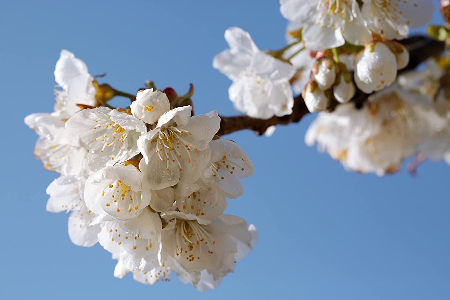 Foto 6 pulgar | Crema De Manos L'occitane Delicate Cherry Blossom 30 Ml - Venta Internacional