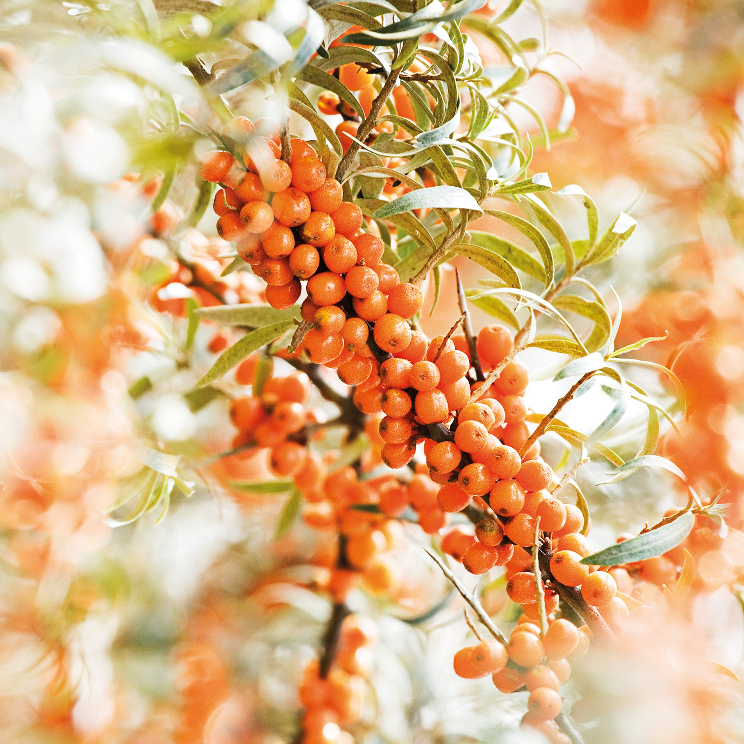 Foto 4 | Crema De Manos Weleda Sea Buckthorn 50 Ml - Venta Internacional.