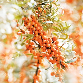 Foto 4 | Crema De Manos Weleda Sea Buckthorn 50 Ml - Venta Internacional.