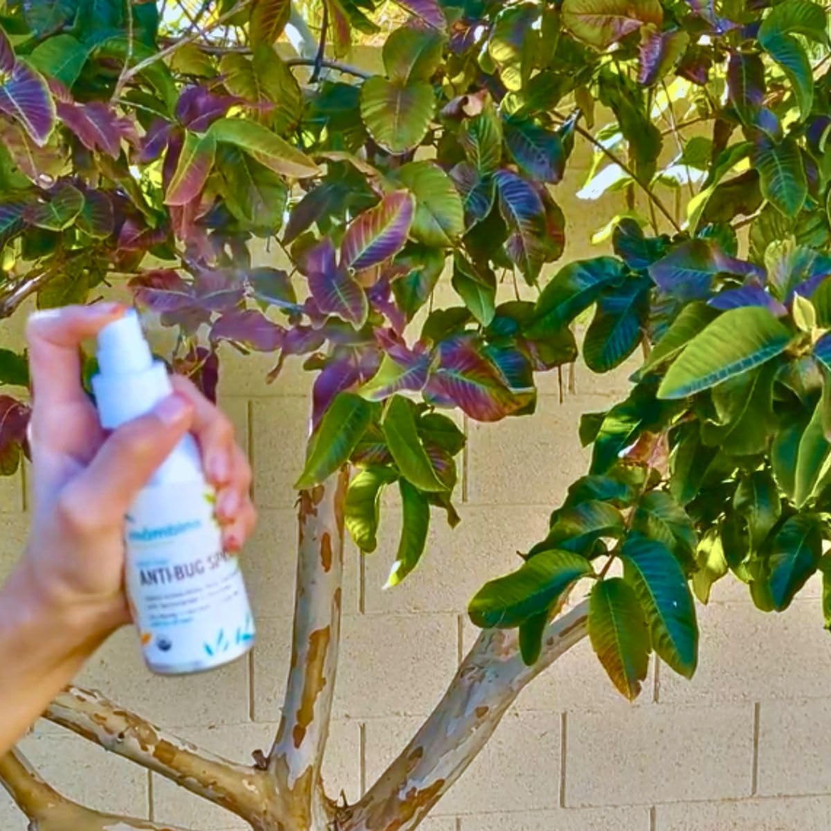 Foto 5 | Aerosol Repelente De Insectos Mambino Organics Sin Deet, 80 Ml, Paquete De 3 - Venta Internacional.