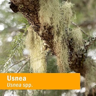 Foto 6 | Extracto Líquido Herb Pharm Usnea Para Limpieza 30 Ml - Venta Internacional.