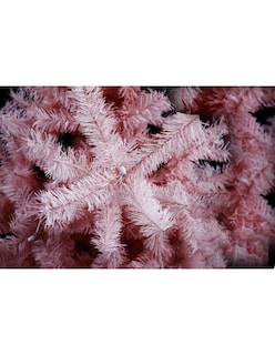 Foto 2 | Árbol Navidad Naviplastic Pino Monarca Lujo Rosa No5 160cm