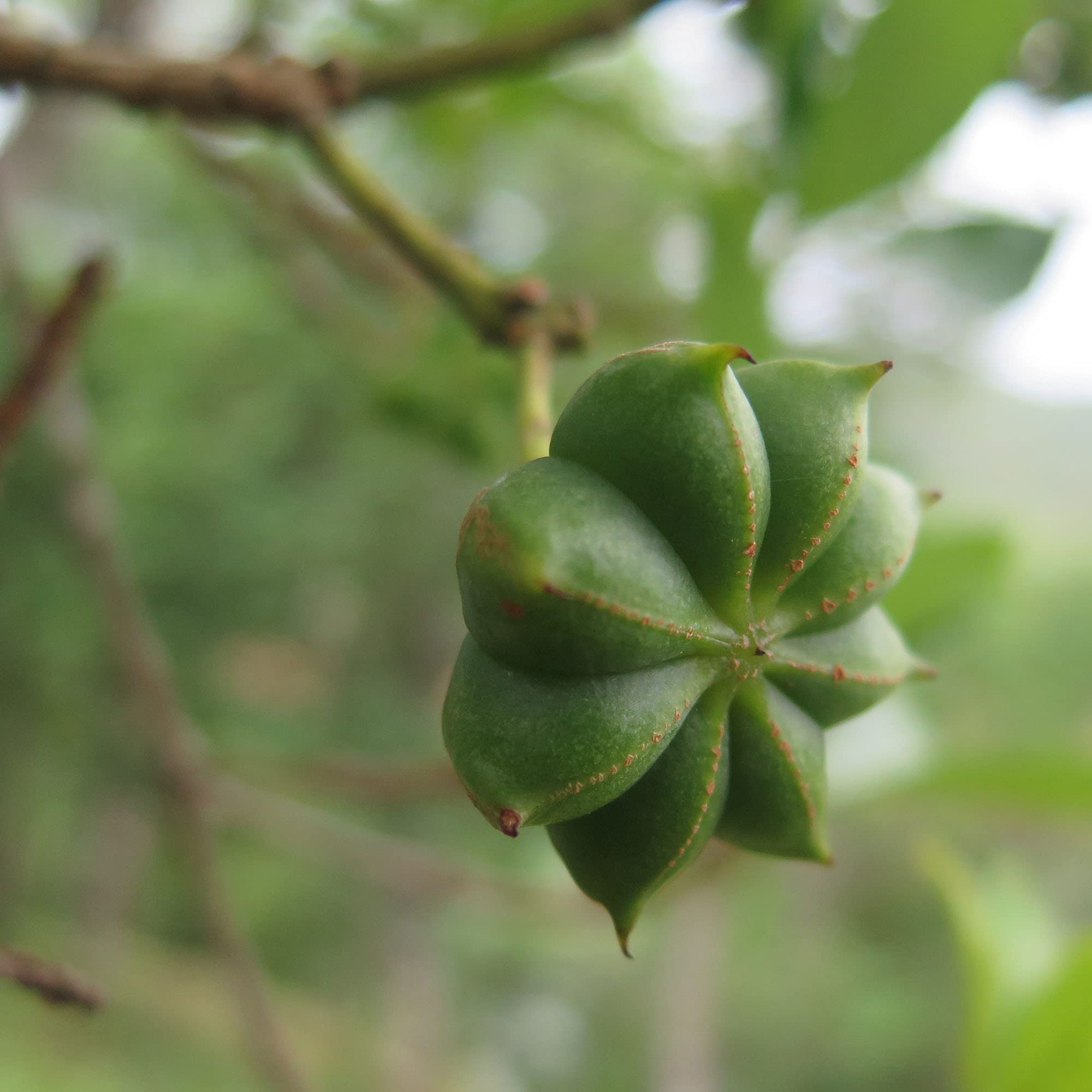 Foto 3 | Star Anise Frontier Co-op Organic Entero 454 G - Venta Internacional.