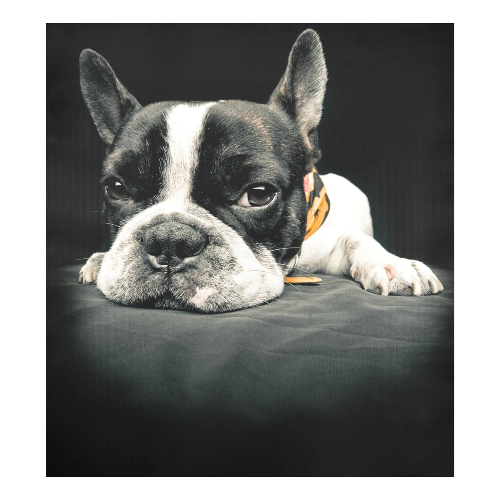 Foto 2 pulgar | Funda Magnética Para Lavavajillas Naanle Animal French Bulldog - Venta Internacional.
