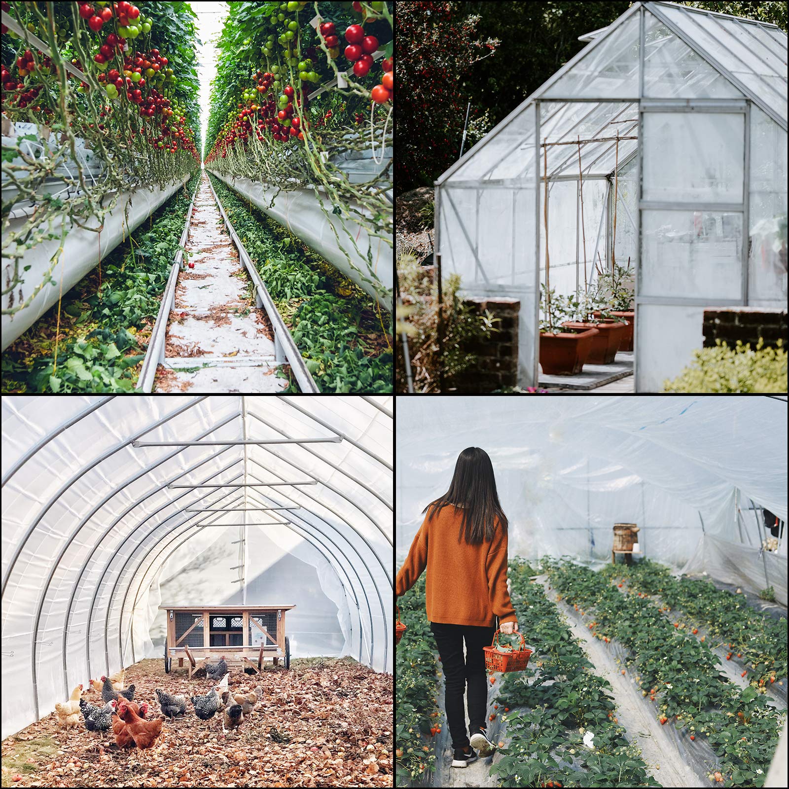 Foto 7 | Lámina De Plástico Vevor Para Invernaderos, 2,4 X 7,6 M, 6 Mil De Grosor - Venta Internacional.