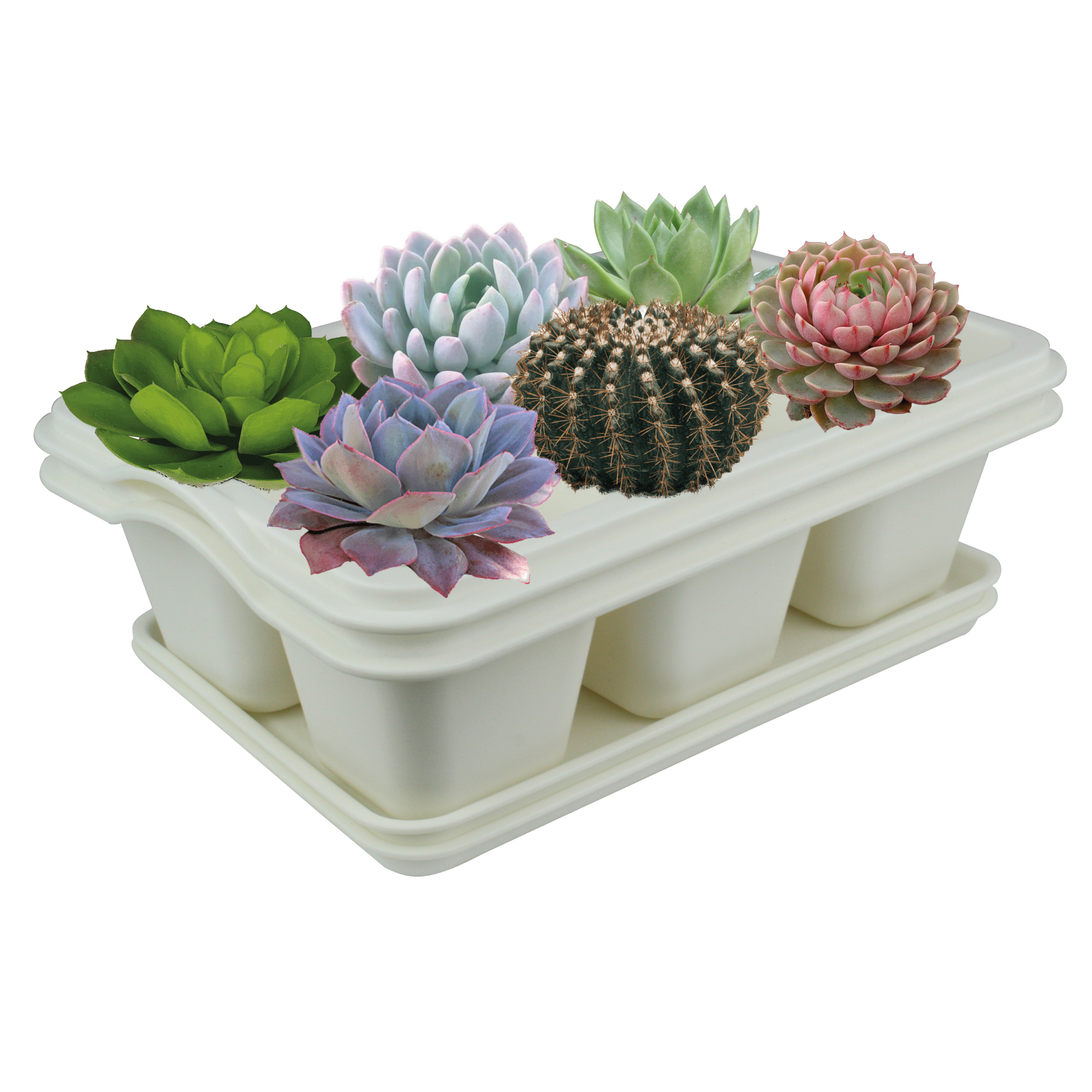 Kit 2 Charola Moderna Rectangular Para Suculentas - Smart Garden -  Blanco