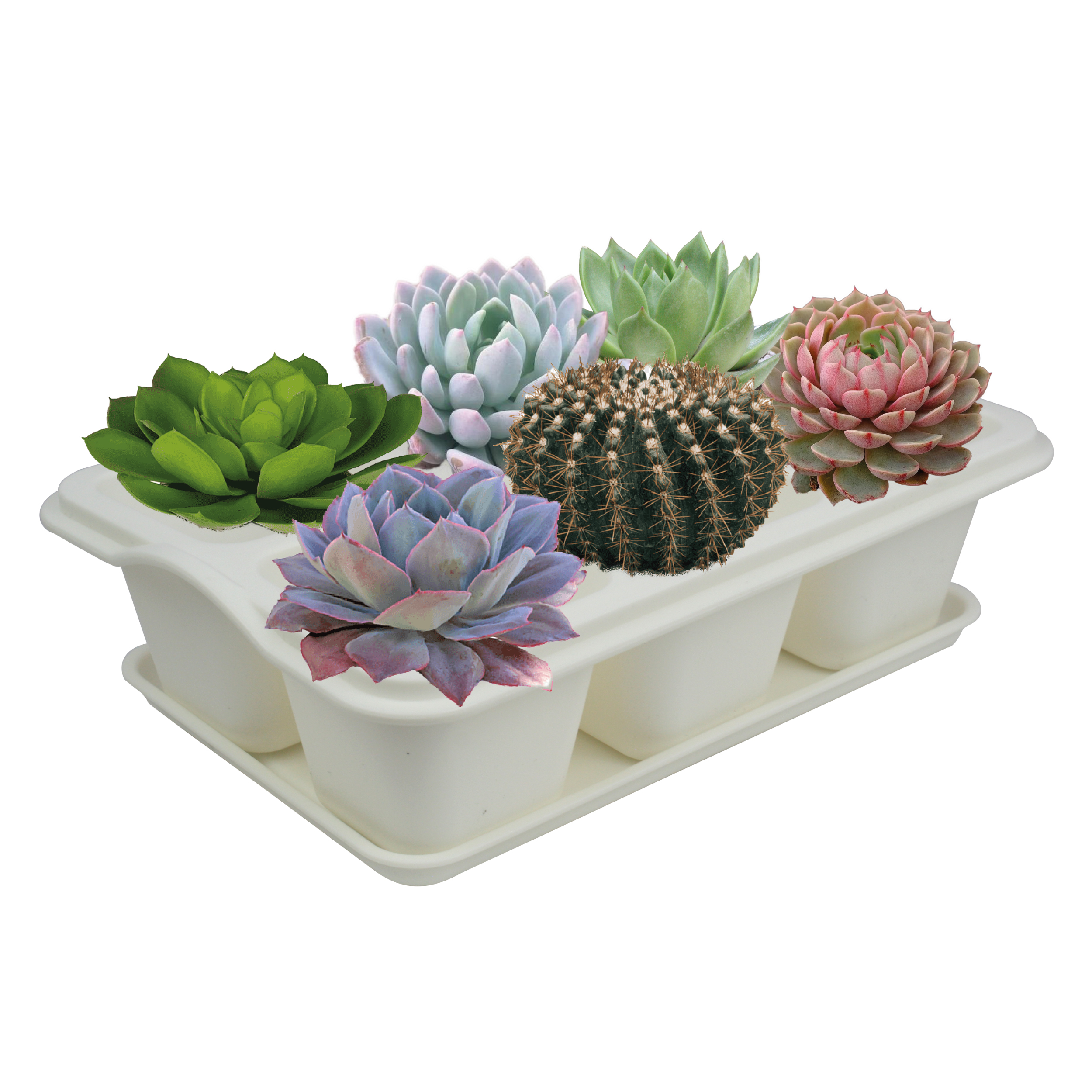 Charola Moderna Rectangular Para Suculentas Smart Garden Blanco