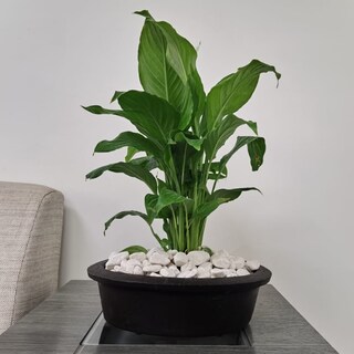Foto 2 | Maceta Minimalista Hanlob Jardinera color Negro