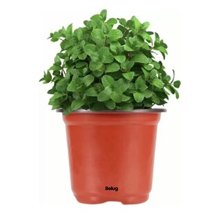 Foto 3 | Macetitas Terracota Cactus 100 Pzs Marrón Rojizo/negro