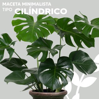 Foto 2 | Maceta Vintage Jauz Tipo Cilindro Detalle Dorado Color Bronce Sólido