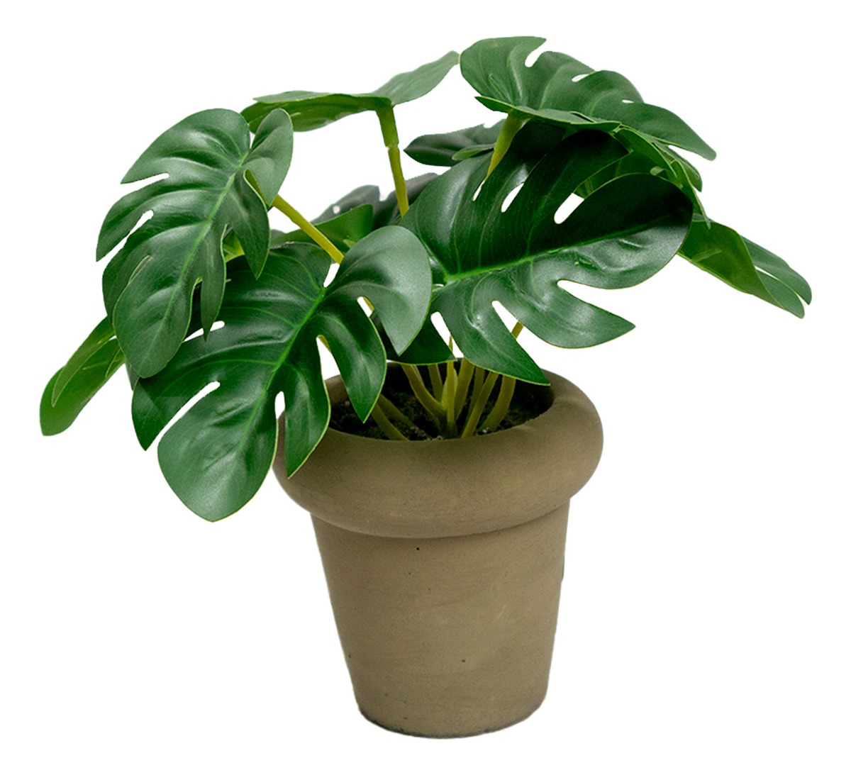 Planta Monstera Jauz en Maceta de Cemento de 15cm para Decoración Interior