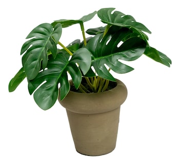 Foto 1 | Planta Monstera Jauz en Maceta de Cemento de 15cm para Decoración de Interiores