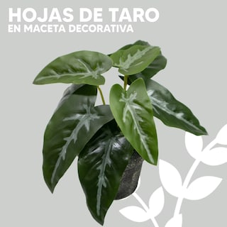 Foto 3 | Jauz Improvement Hojas De Taro En Maceta De Cemento 16 Cm Color Negro (j0490)