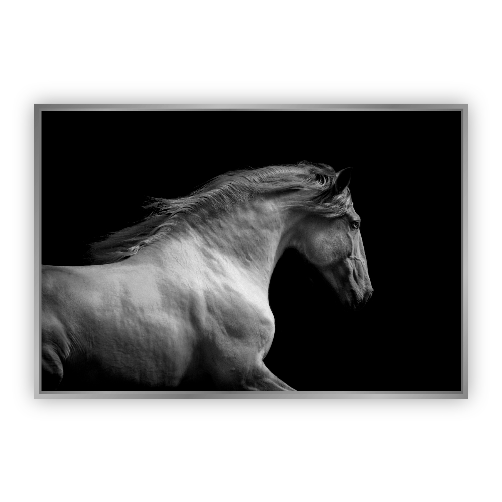 Cuadro Canvas Revolution Retrato Caballo Blanco Marco color Plateado